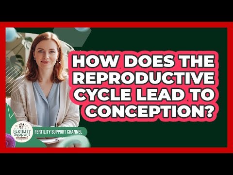 How Does The Reproductive Cycle Lead To Conception?
