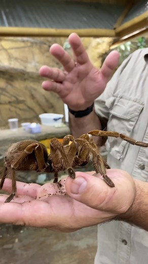 Meet the Largest Goliath Bird Eater Tarantula Up Close!