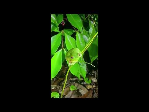 Australian Red eyed green tree frogs with frog call sound