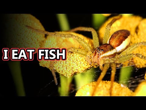 Fishing Spider facts: also raft spider rafts | Animal Fact Files