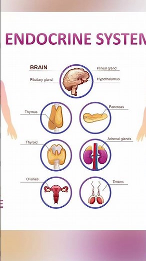 Endocrine vs Nervous System