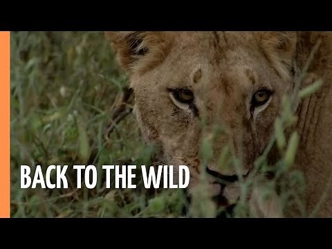 Elephants - Back to the Wild (never before seen footage) | Full Documentary