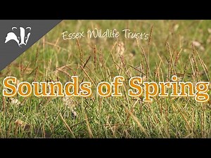 Sounds of spring