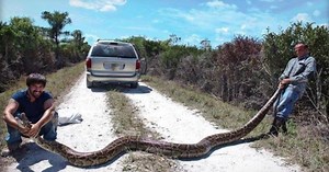 15-foot python