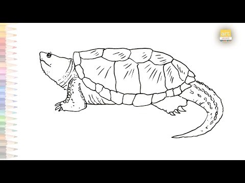 Alligator snapping turtle drawing easy | How to draw Alligator snapping turtle step by step