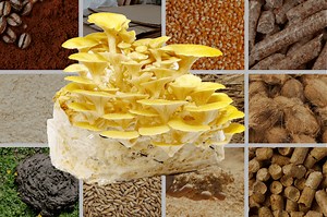 Top 13 Mushroom Growing Substrates Recipes | How To Make & Use