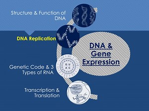 PPT - DNA: DNA Replication PowerPoint Presentation, free download - ID:8885955
