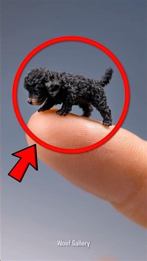 5 Smallest Dogs on Earth