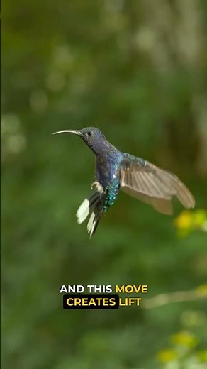 How Hummingbirds Fly Through Storms 🐦💨