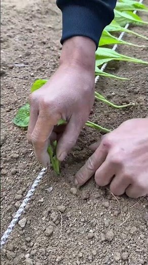 Vegetable straight line equidistant planting process