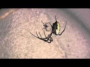 Garden Spiders Mating