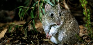 We identified the 63 animals most likely to go extinct by 2041. We can’t give up on them yet