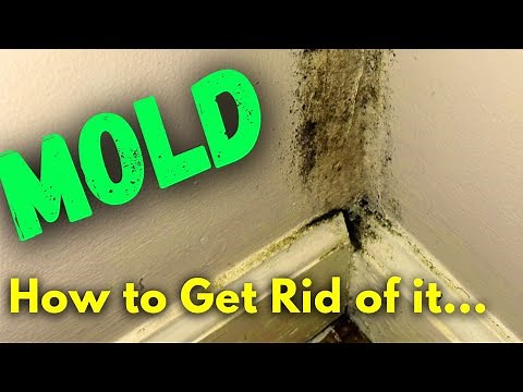 DIY Mold Remediation - What to Do If You Find MOLD and When You Should Call a Professional