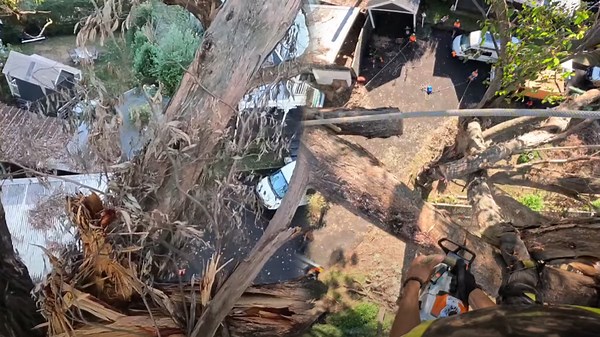 The Challenge of Removing Tree Stuck on Fallen Giant
