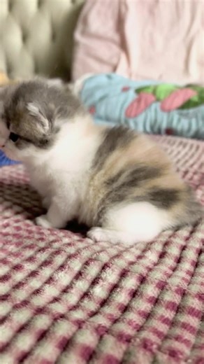 Omg my Shayla 😭#littlekitten #kitten #cute #catlover #catbaby | cute kitty videos