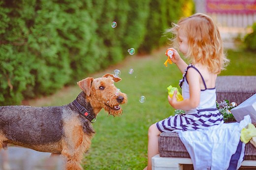 The American Kennel Club Says *These* Are the Best Dogs for Families
