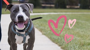 What you can and cannot ask in regards to service animals in public spaces