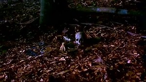 BeastMaster.S01E03.DVDRip