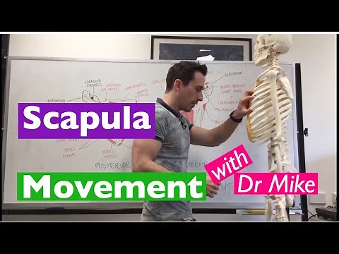 Scapula Movement | Functional Anatomy