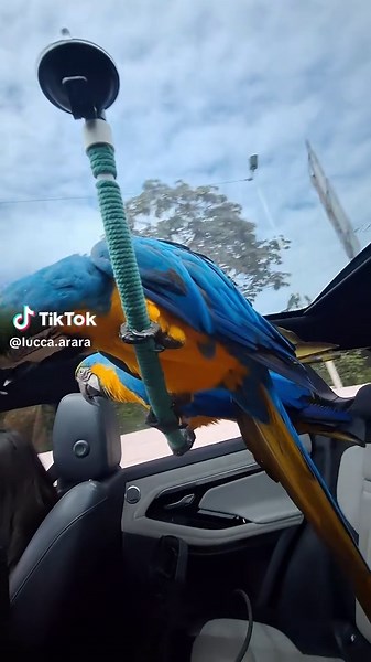 Arara fala “água”: como entender o pedido da arara na praia