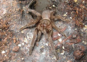 Selenocosmia crassipes - Alchetron, The Free Social Encyclopedia