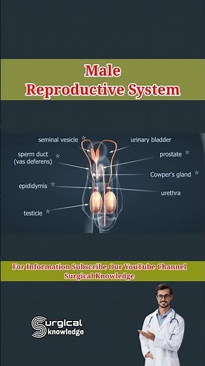 Male Reproductive System #3danimation #medical #reproductivehealth