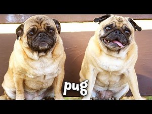 Types of Dogs! Learn about Dog Breeds for Kids