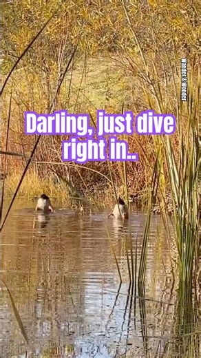 Synchronized Mallards: Watch These Cute Ducks Dive for Food! #Shorts #MallardDucks #CuteAnimals