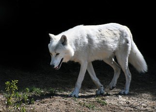 20 Quick Facts about the Arctic Wolf - For Kids and Adults