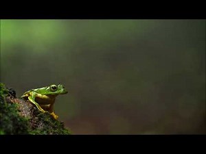 Tree Frog Sound | Free Sound Effects | Animal Sounds