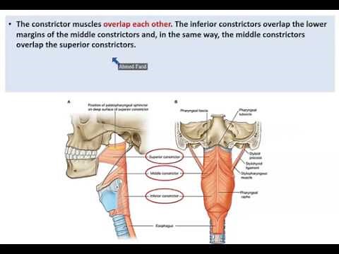 Anatomy of the Pharynx - Dr. Ahmed Farid
