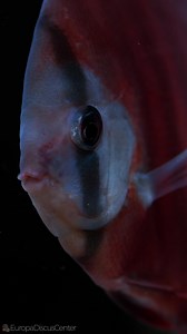 Red Cover Diskus 🥰🥰🥰 #Diskuszucht #Diskus #discus #discusbreeding #discusfarm #fishfarm #freshwater #aquarium | EuropaDiscusCenter