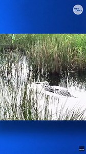 Gator takes a bite out of an invasive python in the Everglades; see the battle