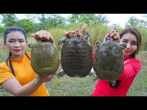 Cook turtle soup and roasted with salt recipe - Amazing cooking