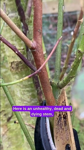 Quick Guide to Pruning Roses