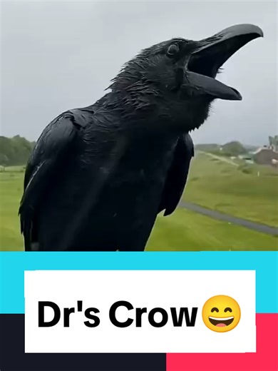 The Crow's Unique Healing Secret: Anting Behavior