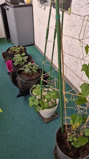 Growing Mini Cucumbers in Your Balcony Garden