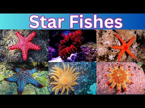 Starfish | 60 Starfish Names | The Sea Star