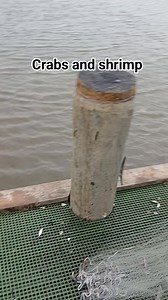 175 reactions · 13 comments | Crabs and shrimp with the cast net. #CastNetFishing #castnet #shrimping #shrimp #shrimpseason #Louisiana | Lance Billiot | Facebook