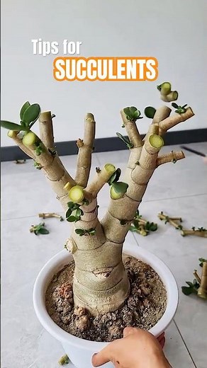 Prune Jade Plant Regularly for MORE Branches! 🌱 Encourage Bushy Growth