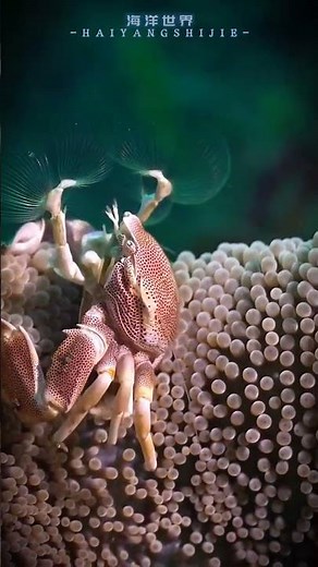 The shortest-lived animals in the ocean might be certain small crustaceans or plankton suc