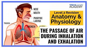 The Passage of Air During Inhalation and Exhalation