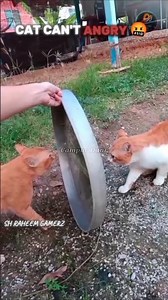 CAT CAN'T ANGRY 🤬 #trolledit #cat #tranding #catshorts