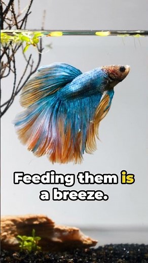 Betta Fish 101: Everything You Need to Know