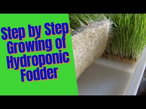 Step By Step Growing of Hydroponic fodder for livestock