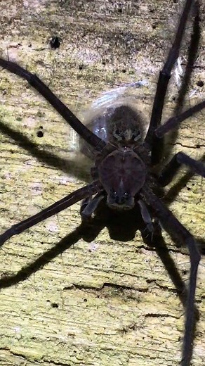 A fishing spider is wrapping its prey in silk—very carefully—at night near a river in the Jama-Coaque Ecological Reserve in Ecuador. See more spiders close-up: https://on.natgeo.com/41Yj8CM Video by Javier Aznar González de Rueda. | National Geographic