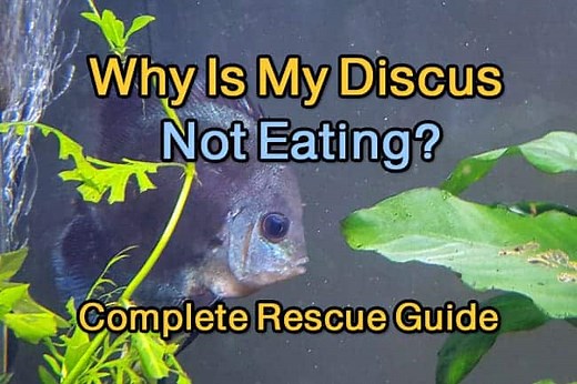 Why Is My Discus Fish Not Eating? – Complete Rescue Guide 2020 | Discus Rescue