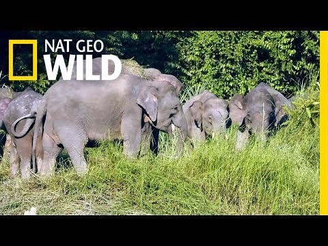 The Smallest Elephant on Earth | Wild Indonesia