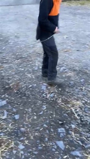 12K views · 19 reactions | THURSDAY 27th MARCH Female pygmy goat. Born February 2024. ⏰To be sold @ 11am before the pet lambs | Ruthin Farmers Auction Co Ltd | Facebook