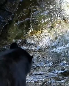 51K views · 499 reactions | Black bear catching fishes amazingly  | Wild life Animals | Facebook